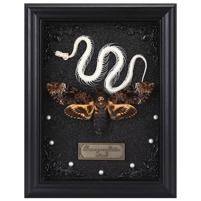 Real Death Head Moth Framed with Snake Skeleton, Gothic Insect Specimen Displ... - Image 1 of 4