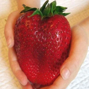 200 Granos Gigante Enorme Fresa Rara Fragaria Dulce Fruta Orgánica - Imagen 1 de 6