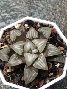  Haworthia Mutica white window mature plant Succulent - Picture 1 of 4