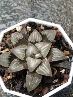 Haworthia Mutica white window mature plant Succulent - Image 1 of 4