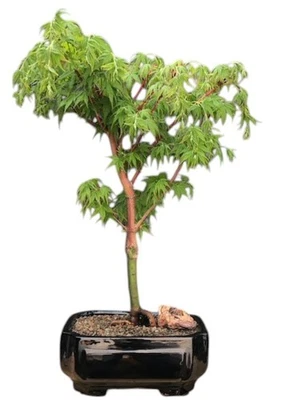 Coral Bark Japanese Maple Bonsai Tree Live Plant Sango Kaku 18"H Outdoor Plant - Image 1 of 3