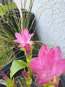 Curcuma Zedoaria "Pink Wonder" - Picture 1 of 3