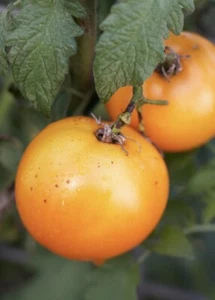 (20) Sunray Golden Tomato Heirloom Tomato Seeds plants garden - Picture 1 of 1