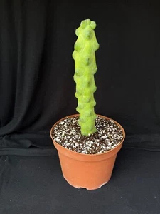 Myrtillocactus geometrizans cv. fukurokuryuzinboku, "Boobie" cactus plant - Picture 1 of 5