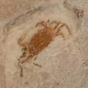 1" Fossil Crab Pinnixa Galliheri Pea Crab Monterey Cty San Luis Obispo Miocene - Picture 1 of 6