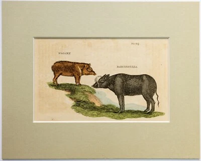 Nabelschwein Hirscheber Schwein Natural History of Quadrupeds 1811 - Bild 1 von 2