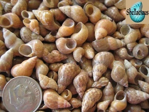 350+ BROWN MELISSAS SEA SHELLS - 1/2" & Under - 1/2 Cup, Great for crafting  - Picture 1 of 2