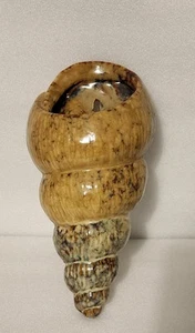 Vintage Wandvase - Muschel/Muschel Design Steinzeug Wandvase - Bild 1 von 12