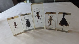 National Geographic echte Käfer in Harz x 5 Insekten #18 - Bild 1 von 9