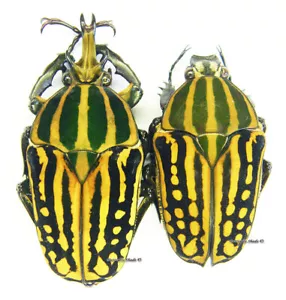 Escarabajo/Cetoniidae sin montar - Chelorrhina savagei, PAR 5 - Imagen 1 de 1