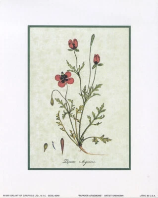 Luthrum Salicaria y Papauer Argemona, Juego de 2 Flores Botánicas 8x10 Foto 1 de 2