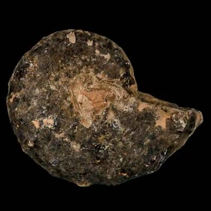 3,3" Mammiti Nodosoidi Ammonite Guscio Fossile Età Cretaceo Superiore Marocco - Foto 1 di 8