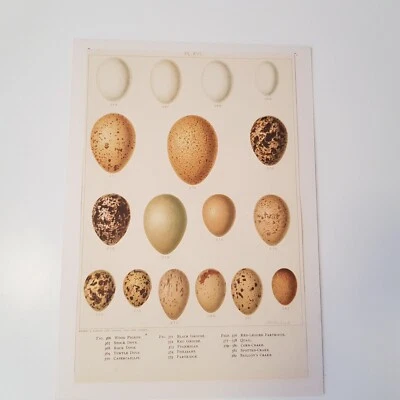Antique Bird Egg c1890s print lithograph ornithology Frohawk Britain matted #5 - Image 1 of 4