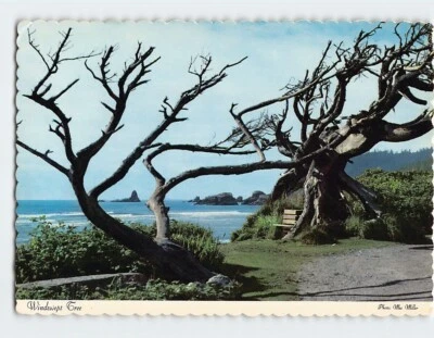 Postcard Windswept Tree Oregon - Image 1 of 2