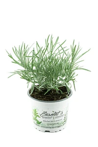 Currykraut Pflanze, Helichrysum angustifolia - Bild 1 von 3
