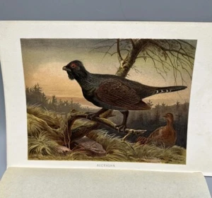 Antique Chromolithograph Auerhuhn Grouse from Brehms Tierleben 1890 Zoology Book - Picture 1 of 13