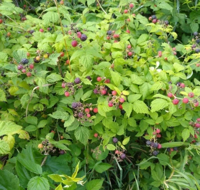 ORGANIC BLACK RASPBERRY 120+ Seeds, MADE IN USA, Garden FRESH - Image 1 of 3