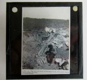 Diplodocus excavación Wyoming Magic Lantern Slide 3,25 x 3,25 pulgadas - Imagen 1 de 1