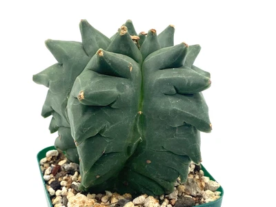 Semilla Astrophytum Myriostigma Kikko Crece Nunca Injertada 3,7 pulgadas de Ancho Foto 1 de 4