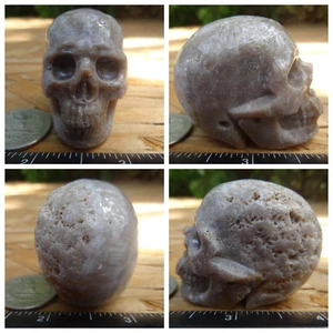 2.01" Coral Fossil Skull Carved Stone 98.8g 3.4oz Crystal Healing Realistic - Picture 1 of 12