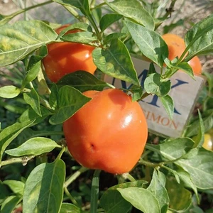 Apfel Paprika,10 semillas,seeds,Capsicum annuum,cosecha propia (276) - Picture 1 of 3