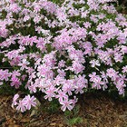 Phlox Subulata 'Candy Stripes' - Phlox Mousse Kimo