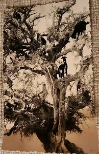 RPPC Postcard PASCAL AGADIR MOROCCO ARTIST TO HILDEGARDE Schine HOTEL MAGNATE - Picture 1 of 5