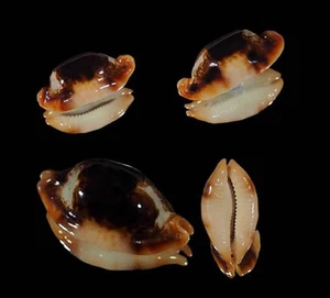CYPRAEA STOLIDA NIGER/ROSTRATE TOP - Picture 1 of 1