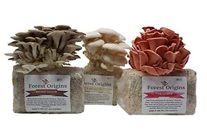 Forest Origins Specialty Trio Oyster Mushroom Grow Kit 3-Pack Variety - Begin... - Picture 1 of 9