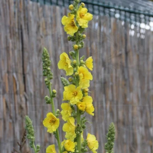 20.000 Samen Großblütige Königskerze Verbascum thapsiforme (densiflorum) Mullein - Imagen 1 de 4