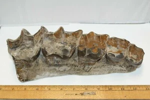 Titanothere, Brontothere, Jaw Section with 5 Teeth, Badlands, South Dakota - Picture 1 of 5