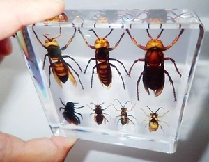7 Seven Bee Wasp & Hornet Collection Set include Murder Hornet Insect Specimen - Picture 1 of 12