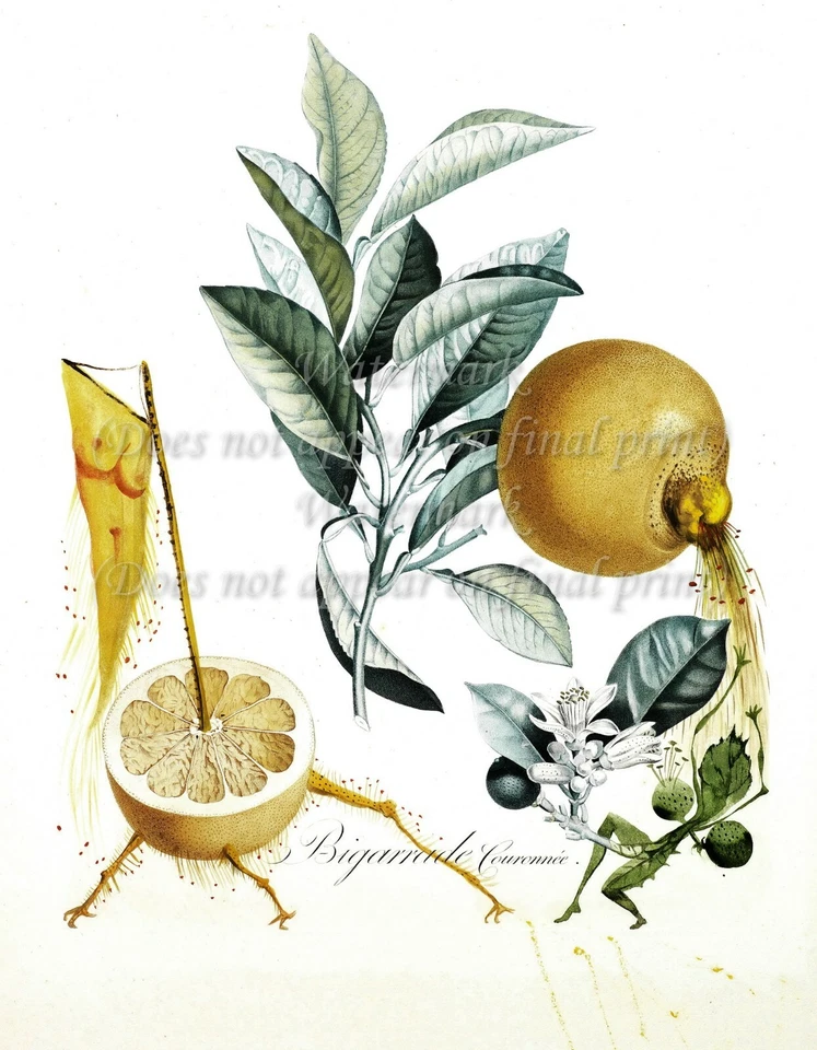 SALVADOR DALI Botanical Art Poster or Canvas Print "Pamplemousse - érotique" - Image 1 of 1