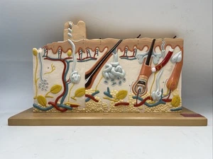 Denoyer Geppert 0185-00 Human Skin Series with Burn Pathologies Anatomical Model - Picture 1 of 5