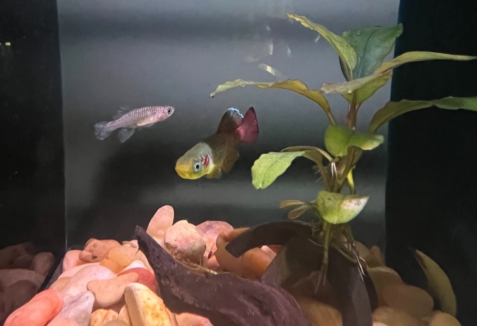 Garantia de chegada ao vivo Redtail Notho Killifish (par) | Frete noturno - Imagem 1 de 1