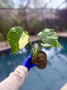 Monstera Thai constellation live plant Variegated 6" pot Free Shipping - Picture 1 of 3