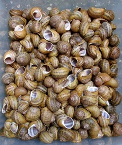 Weinbergschnecken 50 Stück Basteln, Geocaching, Schneckenhäuser,Insektenhotel - Bild 1 von 1