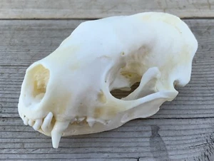 Real Skunk Skull Mephitis mephitis - Picture 1 of 6