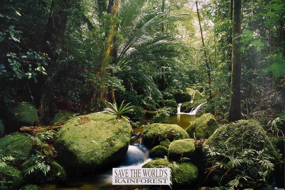 Large Poster Save The World's Rainforest Trees Stream Palm Green - Image 1 of 1