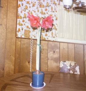 1979 Beautiful Amaryllis Hippeastrum Flower Plant Pot Indoors Orig Photo P3n8 - Picture 1 of 8