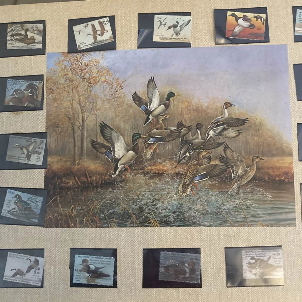 Maryland Migratory Waterflow Stamp Display - Image 1 of 4