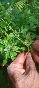 Phyllanthus urinaria Chamber Bitter Plant Leaves Liver Protection - Picture 1 of 5