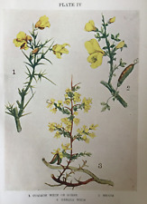 Antique Print Whin Or Gorse Broom & Needle Whin Flowers C1912 Flower Botany