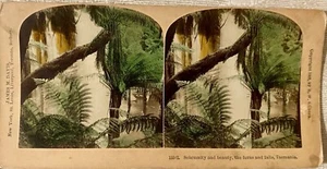 Stereoview, Solemnity and Beauty, The Ferns And Falls, Tasmania. 1905 - Picture 1 of 3