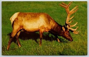 Postcard Elk (Wapiti), Yellowstone National Park Unposted - Picture 1 of 2