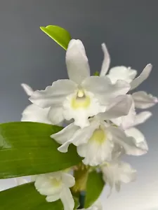 (650-1) Den.Sea Mary 'Snow King" FS Fragrant - Picture 1 of 5