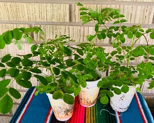 2 Plant 12"+ Grown Moringa Oleifera Plant Mature Edible Leaves Tree Potted - Picture 1 of 7