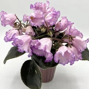 African Violet plant. DN- Rojeva Kanvaliya Gold . Starter plant . Gorgeous Bells - Picture 1 of 3