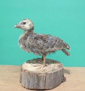 Guinea Fowl Chick Real Bird Taxidermy Mount - Picture 1 of 3