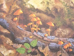 Jean Vietor Parasols & Tabletops #3 Mushroom Signed Art Print - Picture 1 of 1